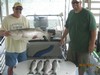 (06/03/2014) - Nice Striped Bass